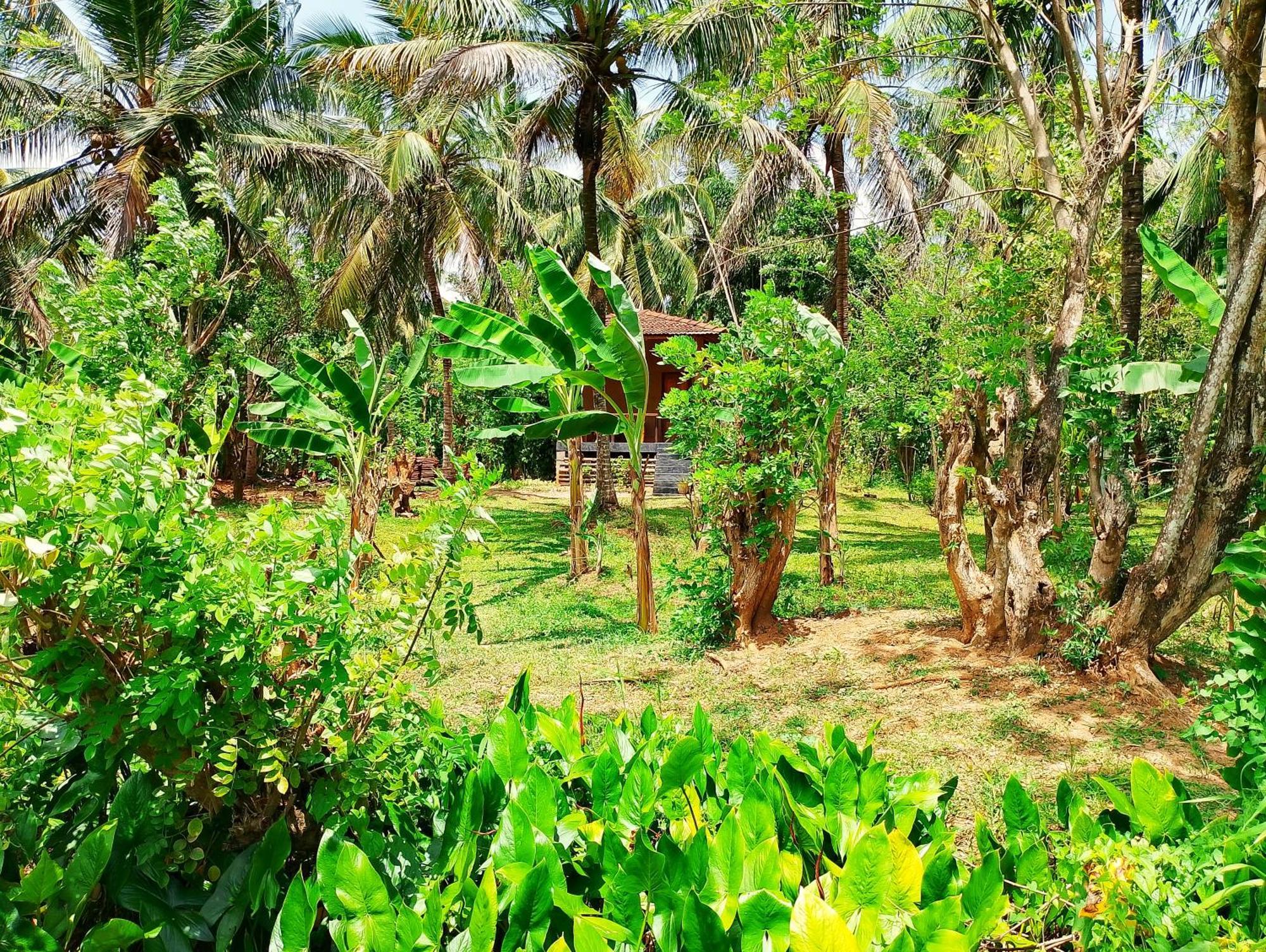 Milk House Cottage Udawalawe Exterior foto