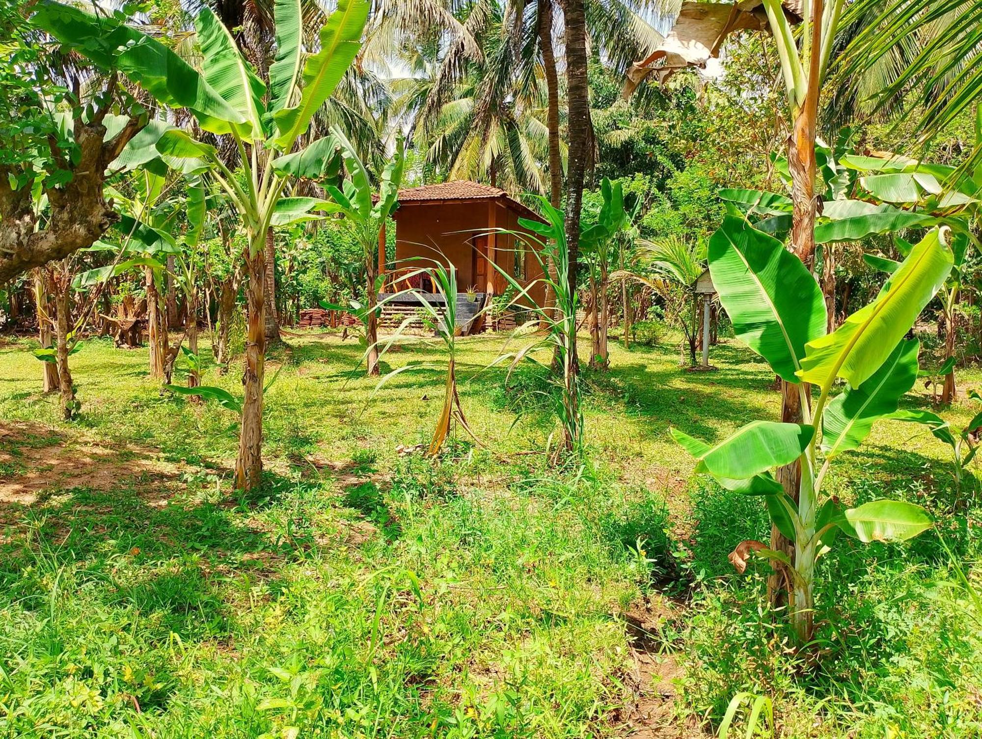 Milk House Cottage Udawalawe Exterior foto